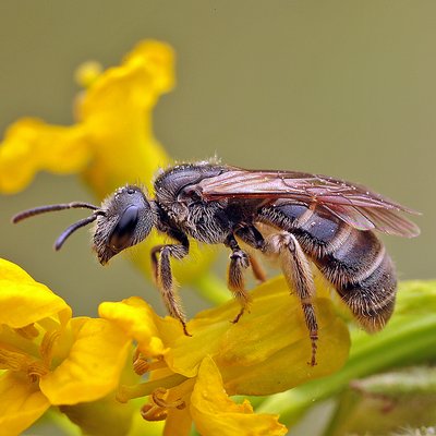 Fotografische Darstellung der Wildbiene Langlebige Schmalbiene