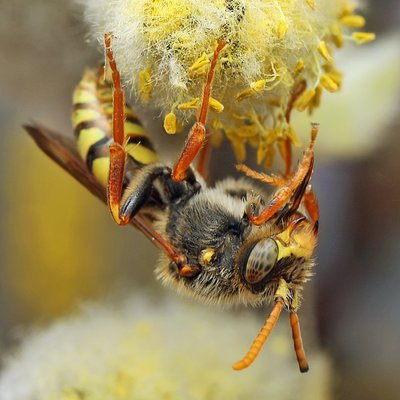 Fotografische Darstellung der Wildbiene Wiesen-Wespenbiene