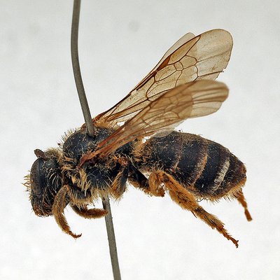 Fotografische Darstellung der Wildbiene Kärntner Furchenbiene
