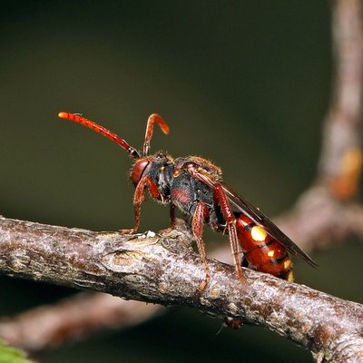 Fotografische Darstellung der Wildbiene Raufüßige Wespenbiene