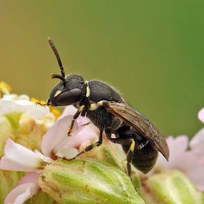 Fotografische Darstellung der Wildbiene Grobpunktierte Maskenbiene