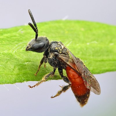 Fotografische Darstellung der Wildbiene Rostfarbene Blutbiene