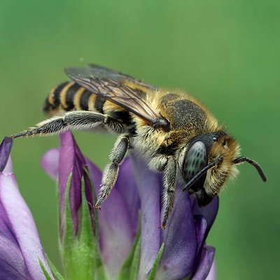 Fotografische Darstellung der Wildbiene Filzzahn-Blattschneiderbiene