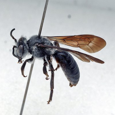 Fotografische Darstellung der Wildbiene Schöterich-Blauschillersandbiene