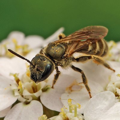 Fotografische Darstellung der Wildbiene Grobpunktierte Goldfurchenbiene