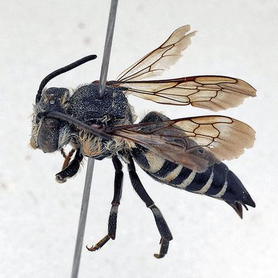 Fotografische Darstellung der Wildbiene Sandrasen-Kegelbiene