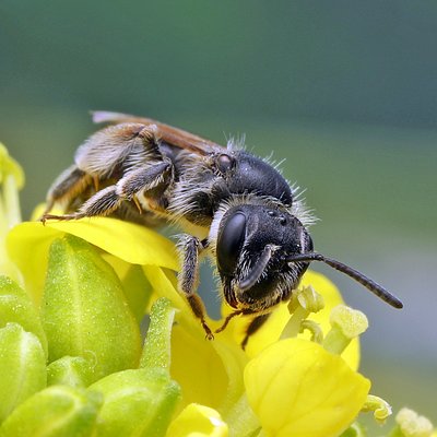 Fotografische Darstellung der Wildbiene Glanzlose Riefensandbiene