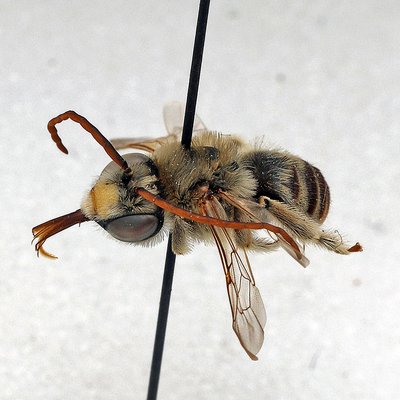 Fotografische Darstellung der Wildbiene Flohkraut-Langhornbiene