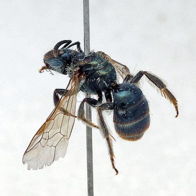Fotografische Darstellung der Wildbiene Felsheiden-Schmalbiene