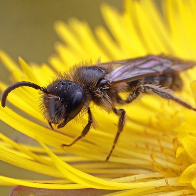 Fotografische Darstellung der Wildbiene Alfkens Zwergsandbiene