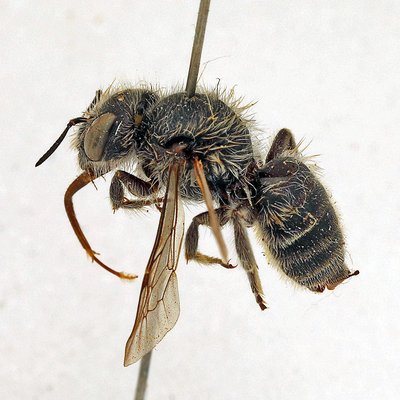 Fotografische Darstellung der Wildbiene Matte Natternkopfbiene