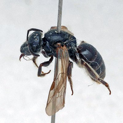 Fotografische Darstellung der Wildbiene Schmalköpfige Schmalbiene