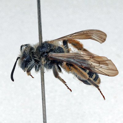 Fotografische Darstellung der Wildbiene Grosse Doldensandbiene