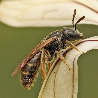 Fotografische Darstellung der Wildbiene Polierte Schmalbiene