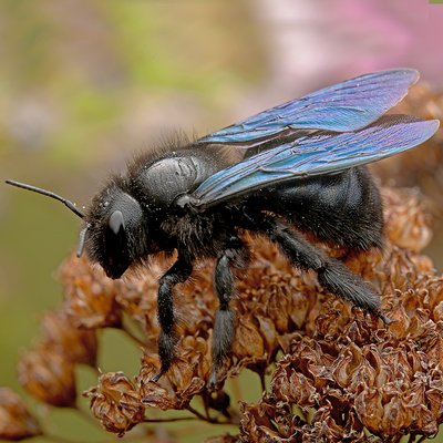 Fotografische Darstellung der Wildbiene Kleine Holzbiene