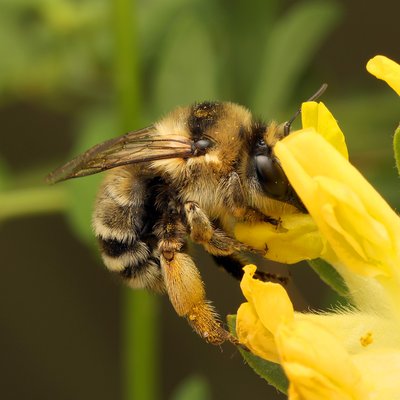Fotografische Darstellung der Wildbiene Gebänderte Pelzbiene