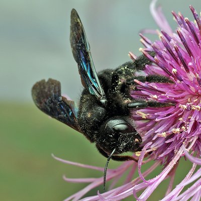 Fotografische Darstellung der Wildbiene Blauschwarze Holzbiene