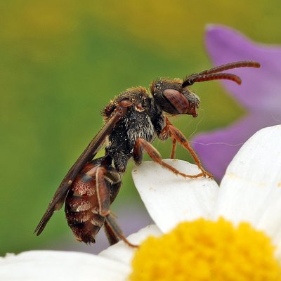 Fotografische Darstellung der Wildbiene Waldrand-Wespenbiene