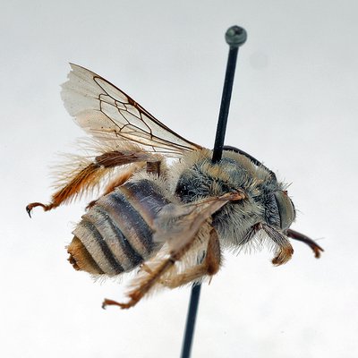 Fotografische Darstellung der Wildbiene Malven-Langhornbiene
