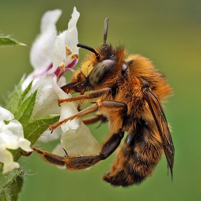 Fotografische Darstellung der Wildbiene Wald-Pelzbiene
