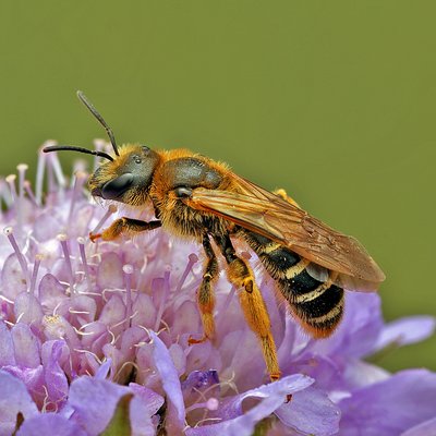 Fotografische Darstellung der Wildbiene Sechsbindige Furchenbiene