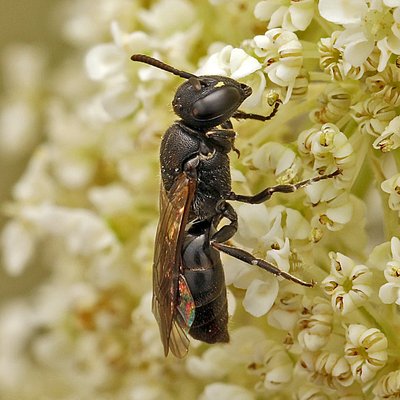 Fotografische Darstellung der Wildbiene Gebuchtete Maskenbiene