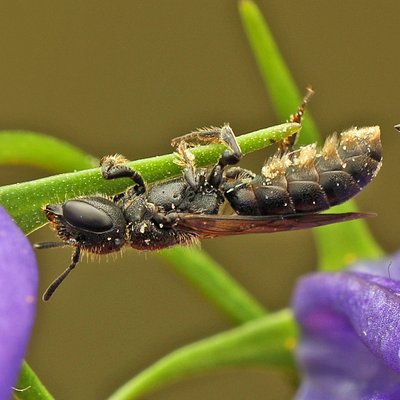 Fotografische Darstellung der Wildbiene Kurzfransige Scherenbiene