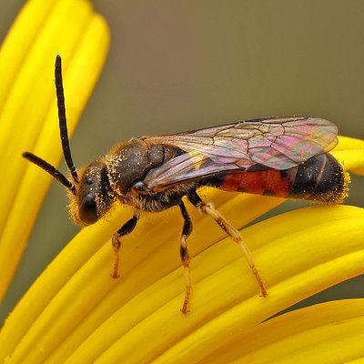 Fotografische Darstellung der Wildbiene Weißbeinige Schmalbiene