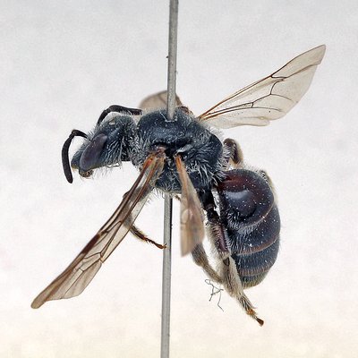 Fotografische Darstellung der Wildbiene Matte Langkopf-Schmalbiene
