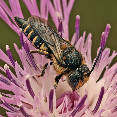 Fotografische Darstellung der Wildbiene Goldsaum-Kegelbiene