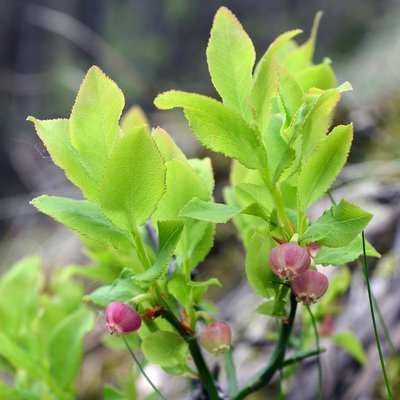 Fotografische Darstellung der Pflanze Heidelbeere