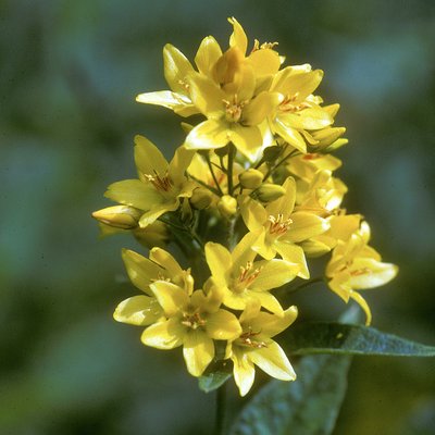 Fotografische Darstellung der Pflanze Gemeiner Gilbweiderich