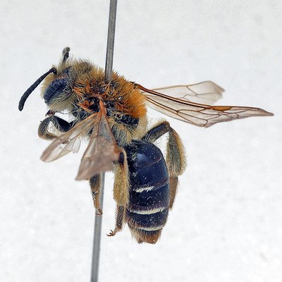 Fotografische Darstellung der Wildbiene Wiesen-Körbchensandbiene