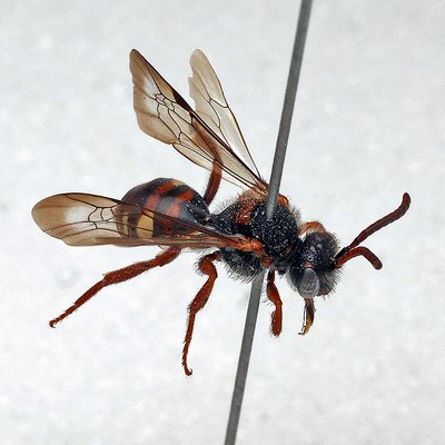 Fotografische Darstellung der Wildbiene Vorfrühlings-Wespenbiene