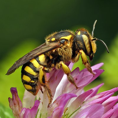 Fotografische Darstellung der Wildbiene Florentinische Wollbiene