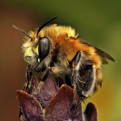Fotografische Darstellung der Wildbiene Haarschopf-Pelzbiene