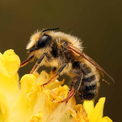 Fotografische Darstellung der Wildbiene Pyrenäen-Mörtelbiene