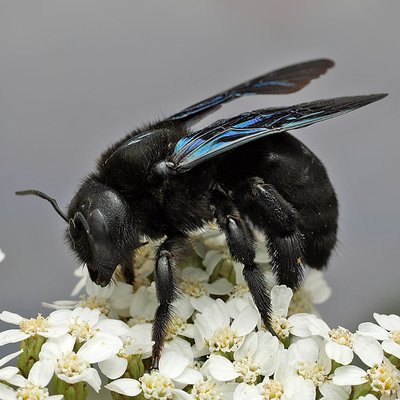 Fotografische Darstellung der Wildbiene Schwarzfühler-Holzbiene