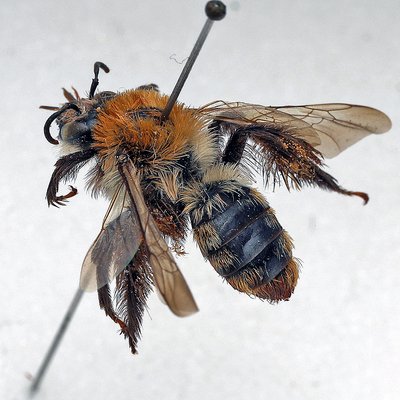 Fotografische Darstellung der Wildbiene Skabiosen-Hosenbiene