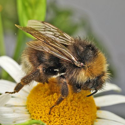 Fotografische Darstellung der Wildbiene Norwegische Kuckuckshummel