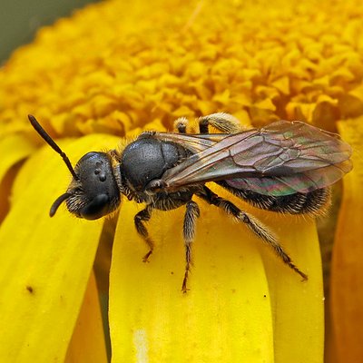 Fotografische Darstellung der Wildbiene Zottige Schmalbiene