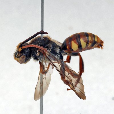 Fotografische Darstellung der Wildbiene Glockenblumen-Wespenbiene