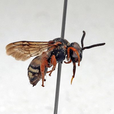 Fotografische Darstellung der Wildbiene Alpen-Filzbiene