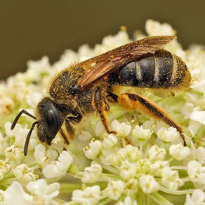 Fotografische Darstellung der Wildbiene Breitbindige Schmalbiene