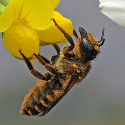 Fotografische Darstellung der Wildbiene Platterbsen-Mörtelbiene