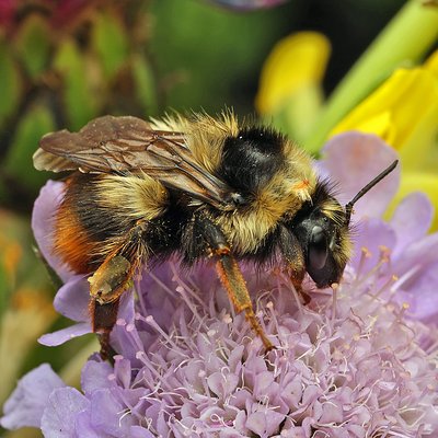 Fotografische Darstellung der Wildbiene Trughummel