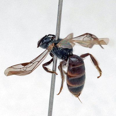 Fotografische Darstellung der Wildbiene Winzige Schmalbiene