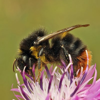 Fotografische Darstellung der Wildbiene Glockenblumenhummel