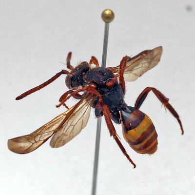 Fotografische Darstellung der Wildbiene Stachelbeer-Wespenbiene