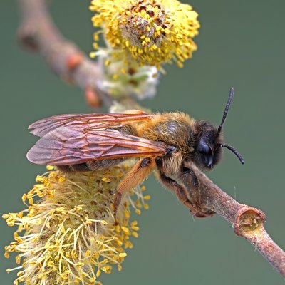 Fotografische Darstellung der Wildbiene Rotbeinige Rippensandbiene